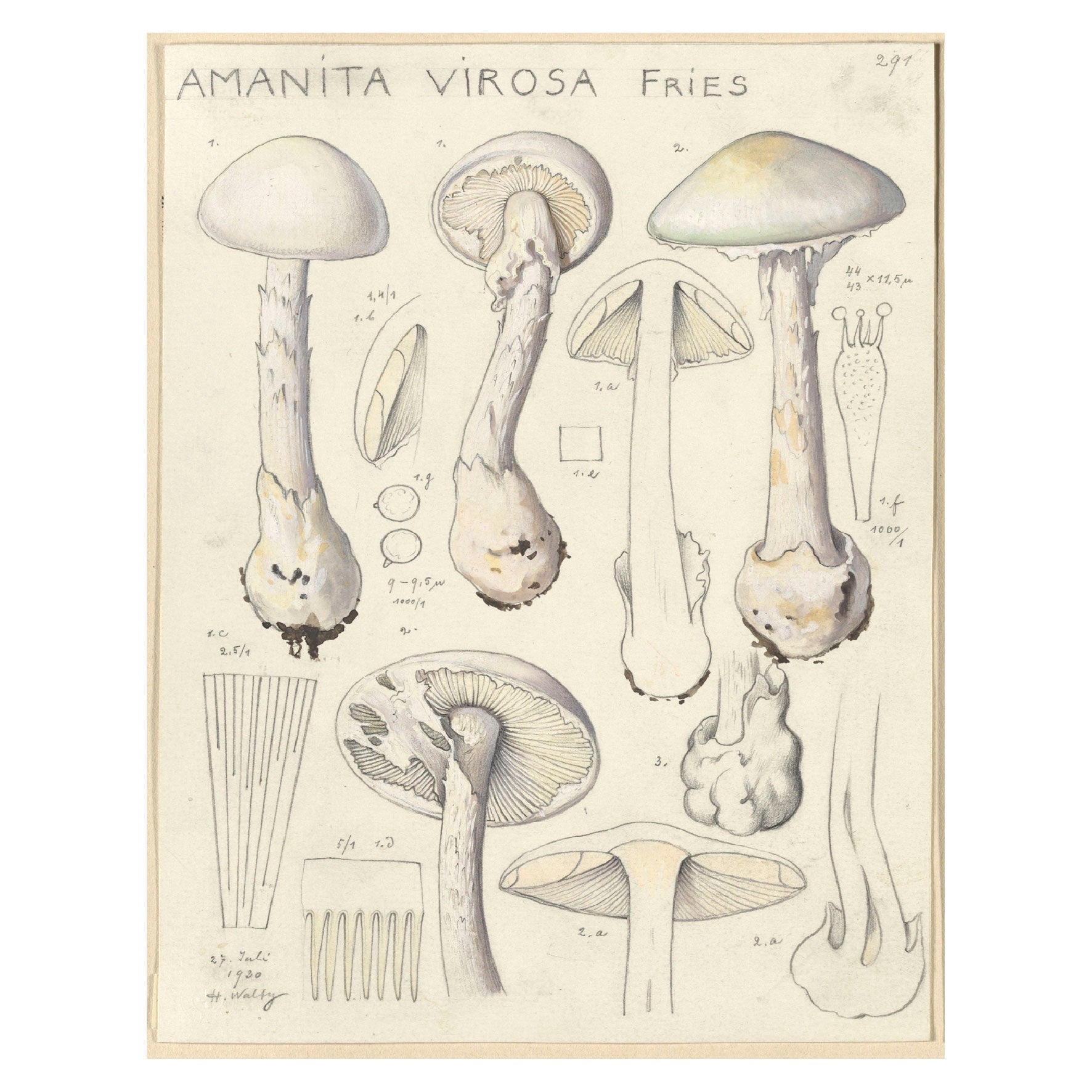 Decorative "Amanita Virosa (1915 - 1945)" by Hans Walty Poster | High - Quality Print | Repositionable Adhesive - Pasquín