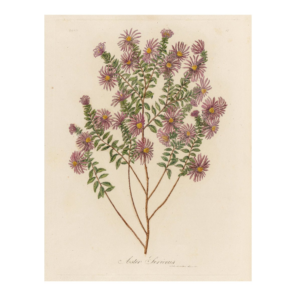 Decorative "Aster Sericeus (1818 - 1824)" by Gaetano Savi Poster | High - Quality Print | Repositionable Adhesive - Pasquín