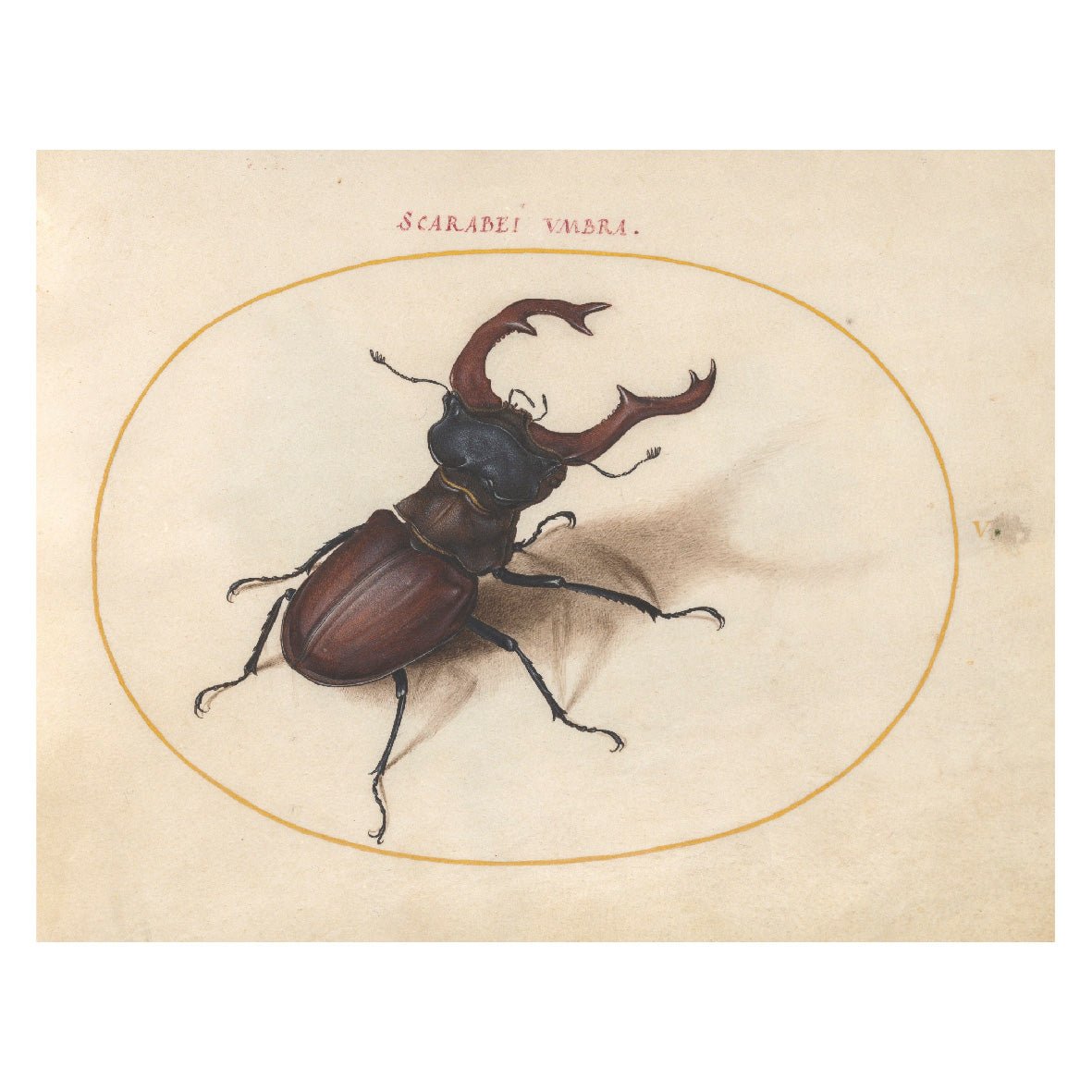 Decorative "Colección: Insectilia (1580)" por Joris Hoefnagel Poster | High - Quality Print | Repositionable Adhesive - Pasquín