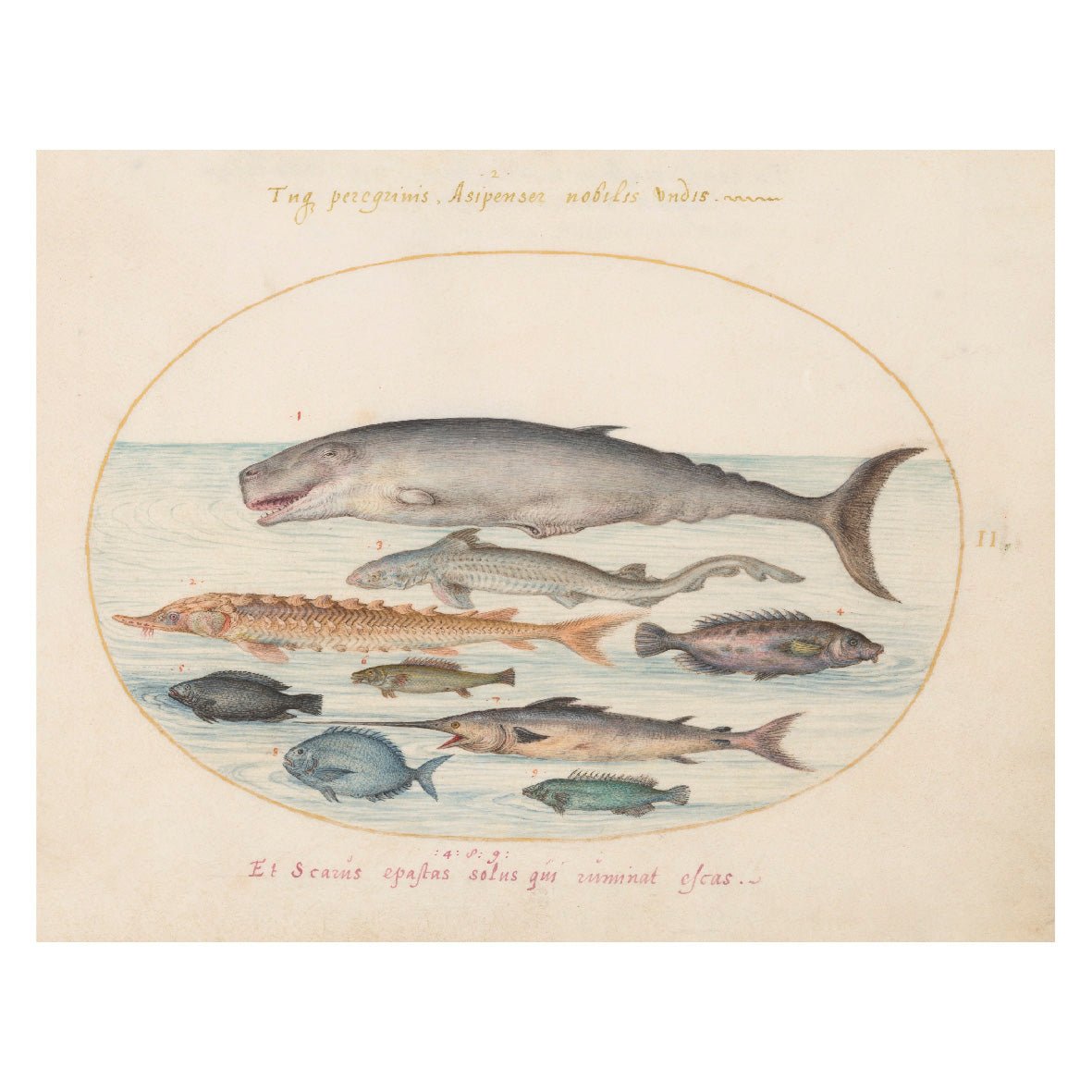 Decorative "Collection: Animalia Qvadrvpedia et Reptilia (1580)" by Joris Hoefnagel Poster | High - Quality Print | Repositionable Adhesive - Pasquín