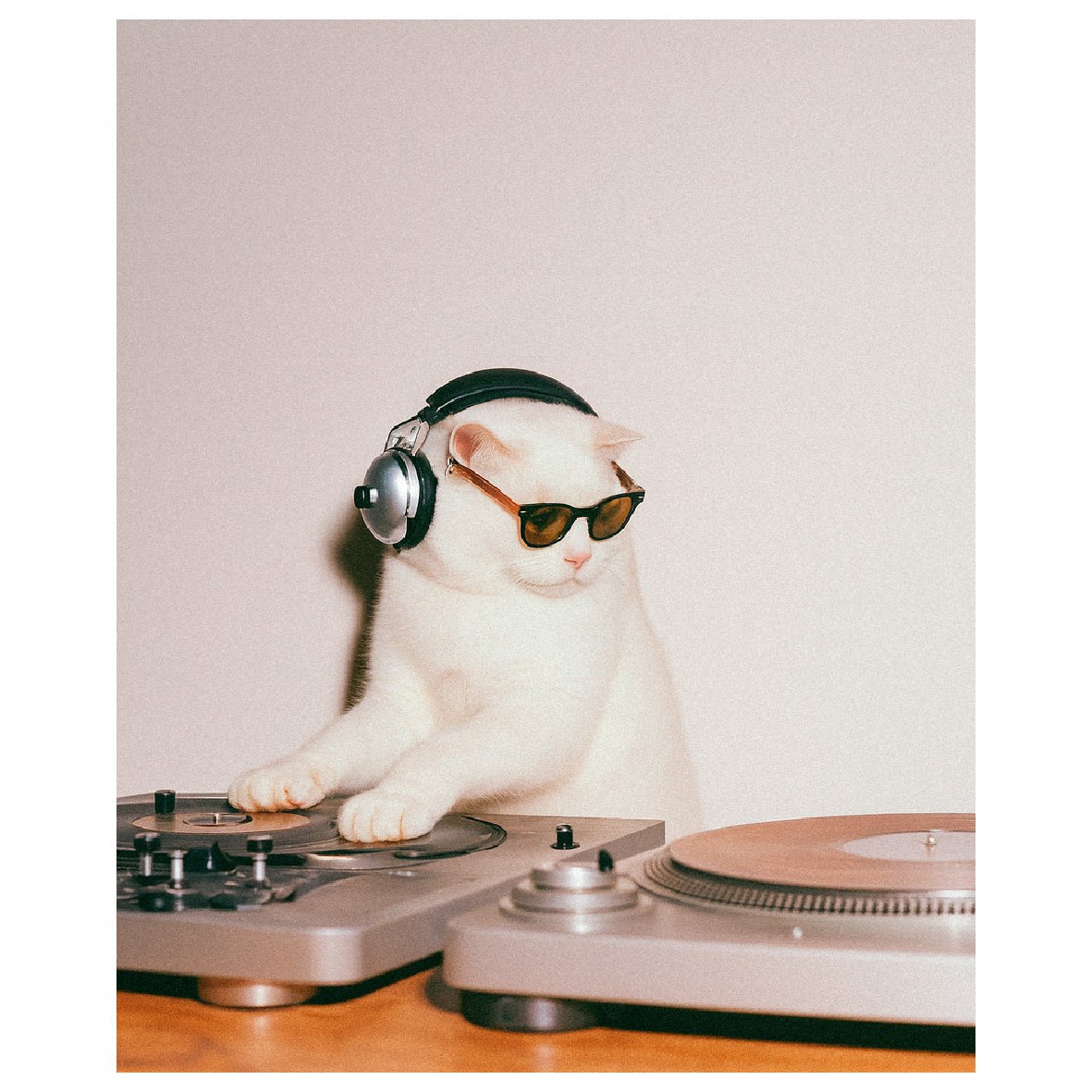 Decorative "Coquette Collection: DJ Catto" Poster | High - Quality Print | Repositionable Adhesive - Pasquín