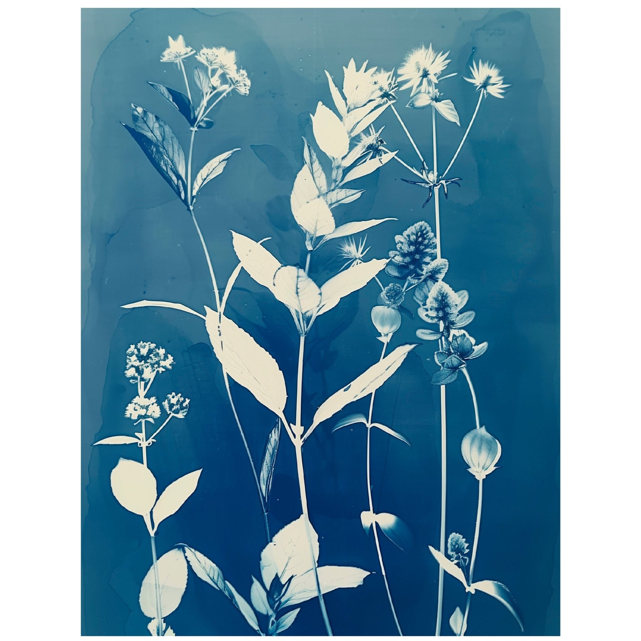 Decorative "Floral Radiograph in Blue" Poster | High - Quality Print | Repositionable Adhesive - Pasquín