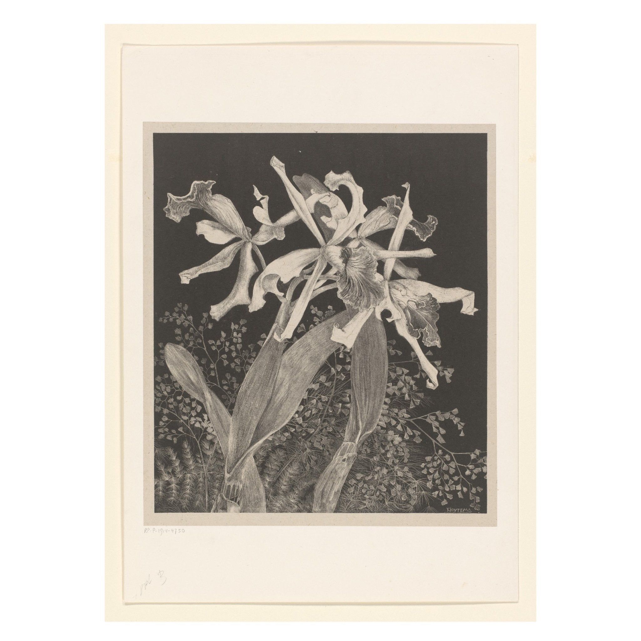 Decorative "Orchids (1900)" by Theo van Hoytema Poster | High - Quality Print | Repositionable Adhesive - Pasquín