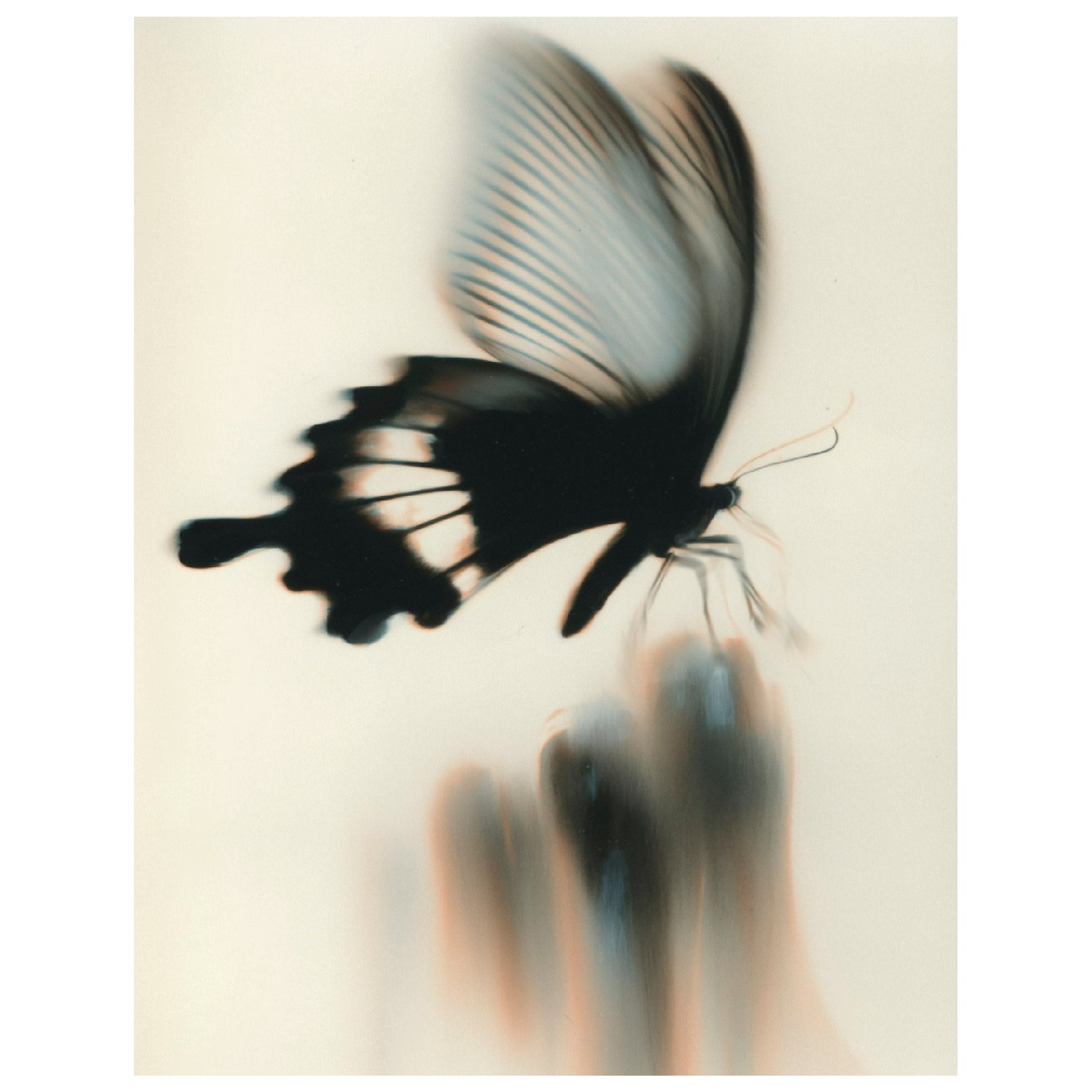 Decorative "Papilio Butterfly" Poster | High - Quality Print | Repositionable Adhesive - Pasquín