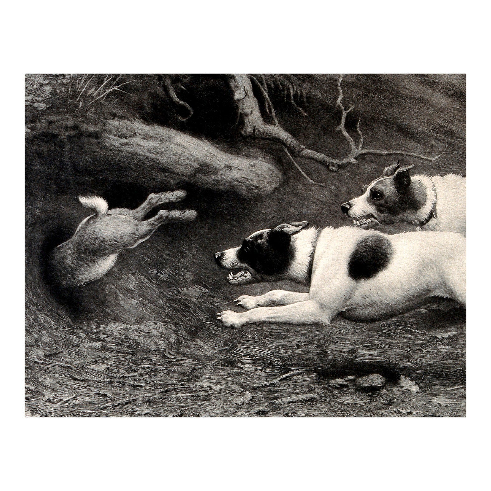 Decorative "Two Jack Russell terriers chasing a rabbit into a burrow" Poster | High - Quality Print | Repositionable Adhesive - Pasquín