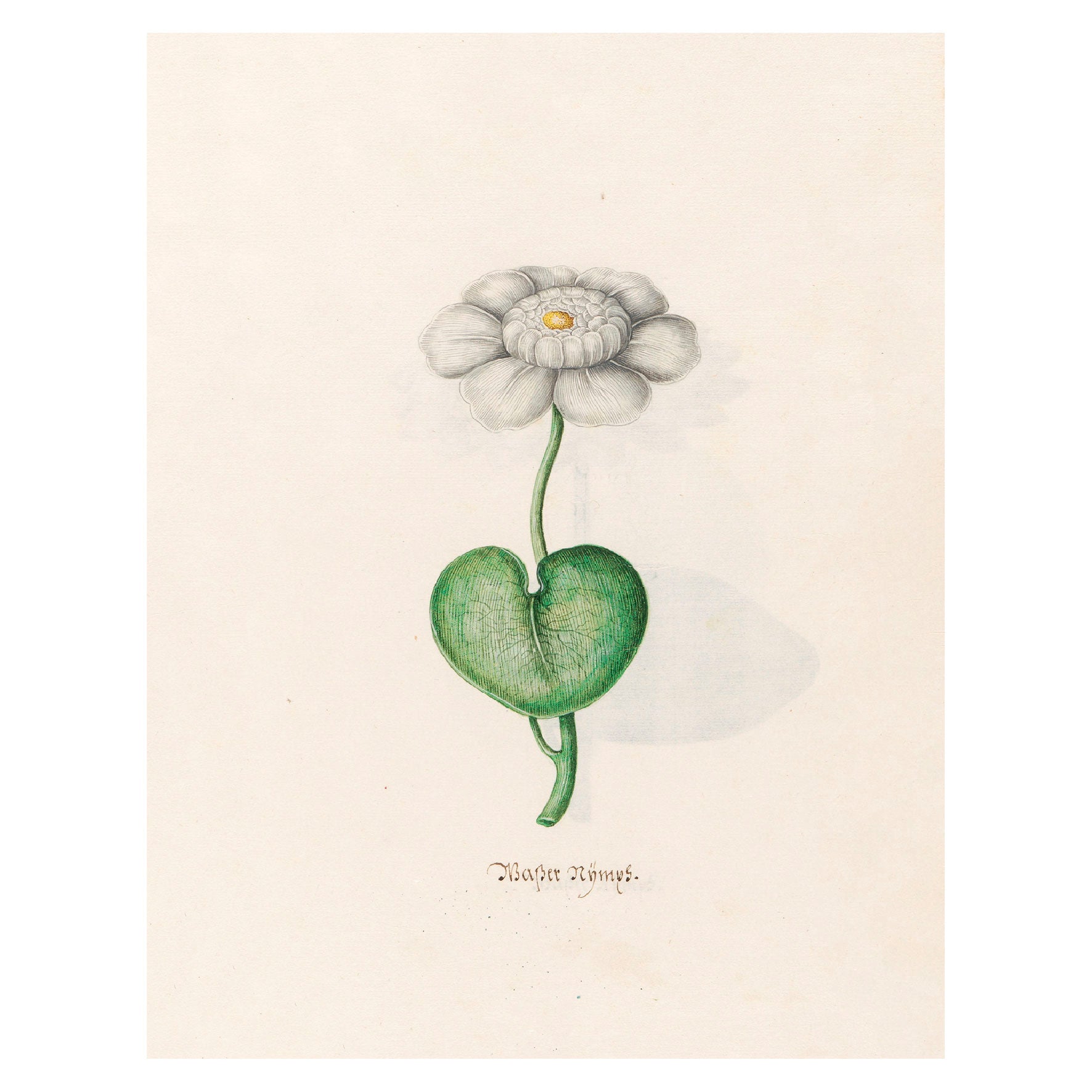 Decorative "Wasser Nÿmps (1692)" by Magdelena Rosina Funck Poster | High - Quality Print | Repositionable Adhesive - Pasquín