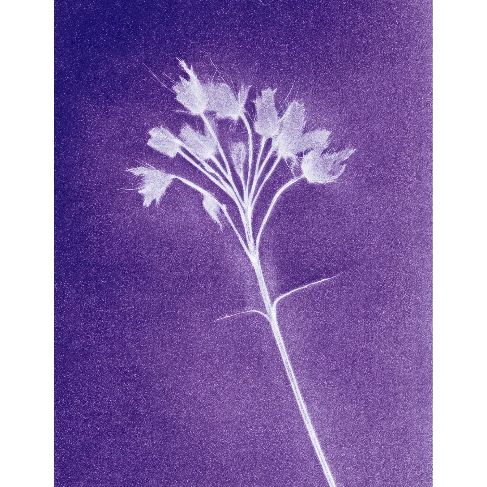 “Dried Flowers botanical photogram" - Reusable Peel - and - Stick Poster - Pasquín