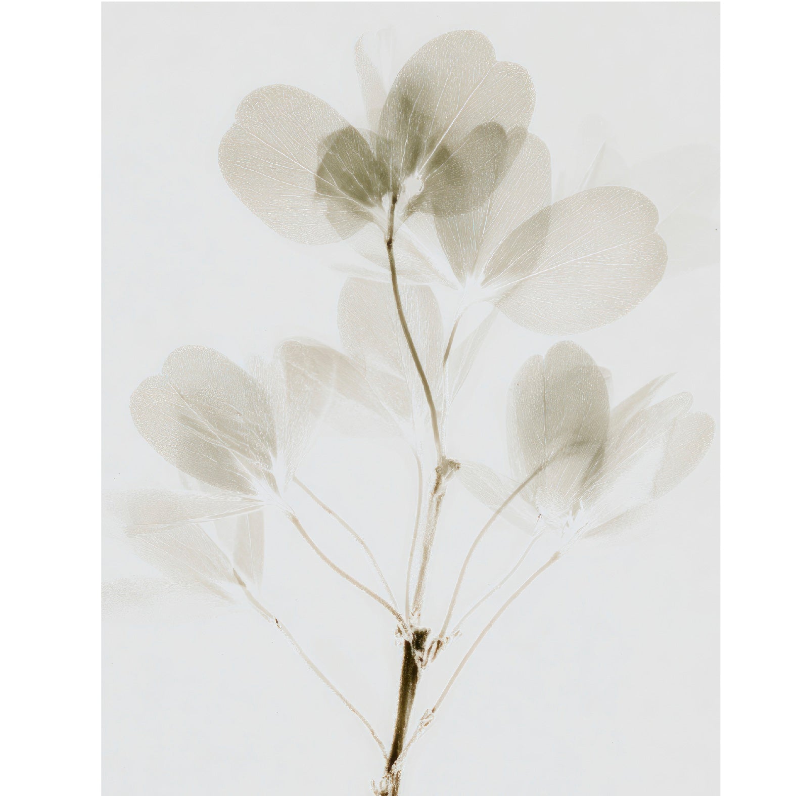 “Eucalyptus leaves botanical photogram" - Reusable Peel - and - Stick Poster - Pasquín
