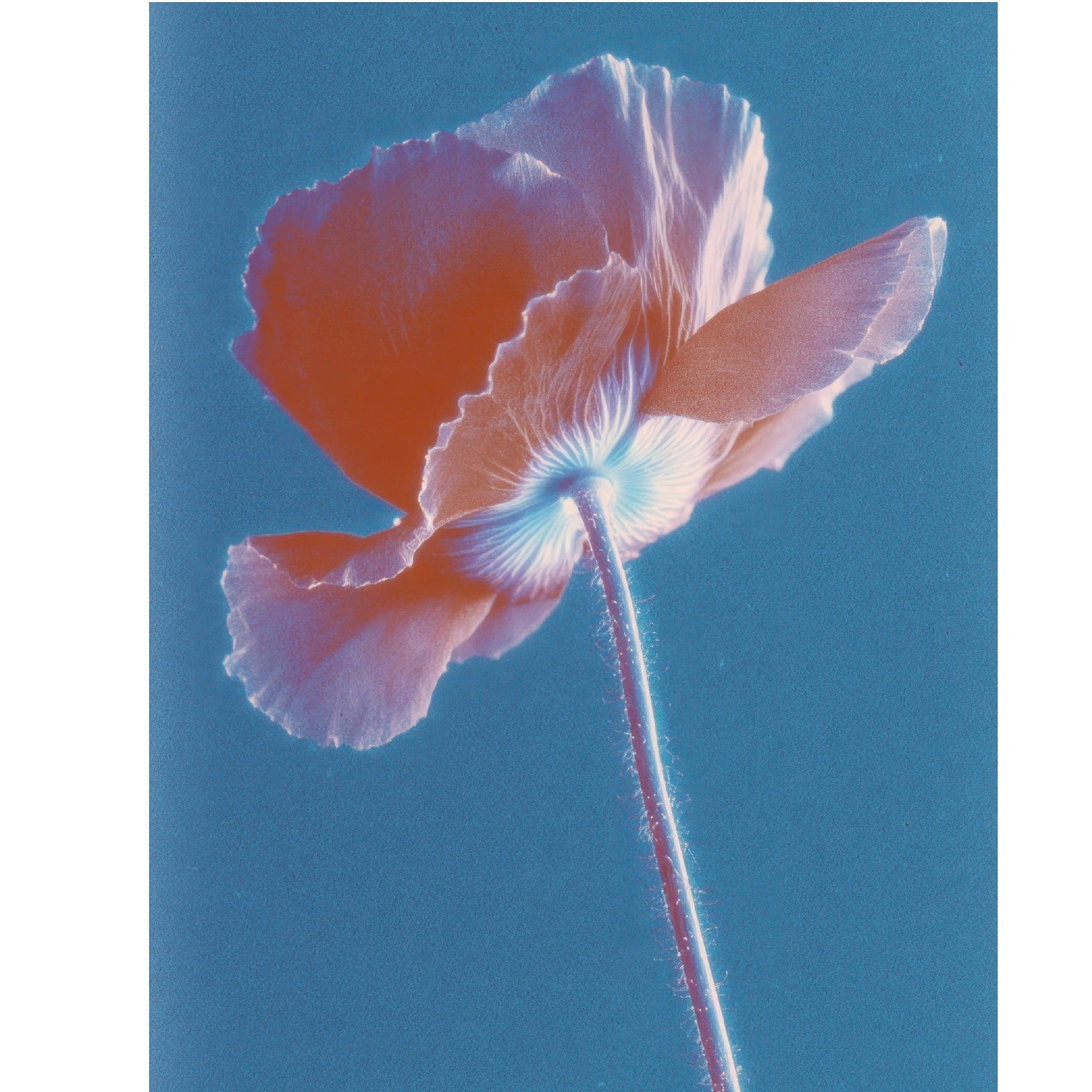 “Poppy in Backlight” - Reusable Peel - and - Stick Poster - Pasquín
