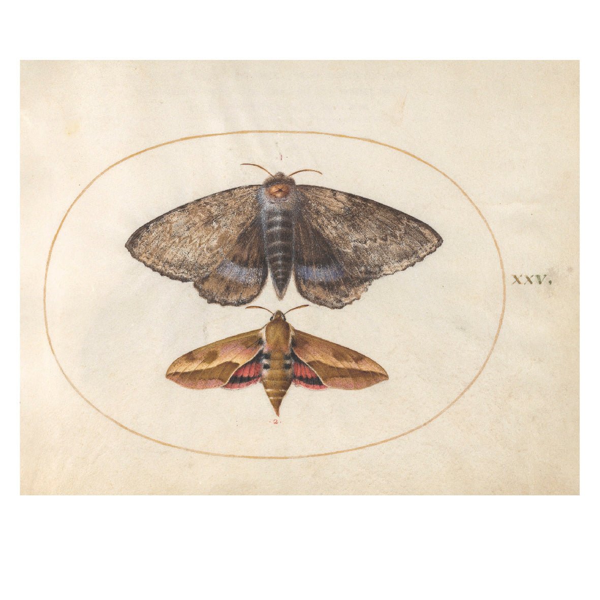 Decorative "Colección: Insectilia (1580)" por Joris Hoefnagel Poster | High - Quality Print | Repositionable Adhesive - Pasquín